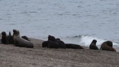 Patagonya Beach'te deniz aslanı mühür