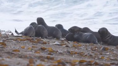 Patagonya Beach'te deniz aslanı mühür
