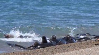 Patagonya Beach'te deniz aslanı mühür