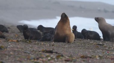 Patagonya Beach'te deniz aslanı mühür