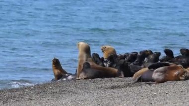 Patagonya Beach'te deniz aslanı mühür