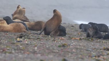 Patagonya Beach'te deniz aslanı mühür
