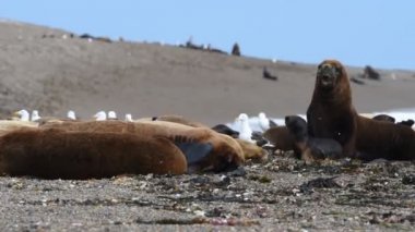 Patagonya Beach'te deniz aslanı mühür