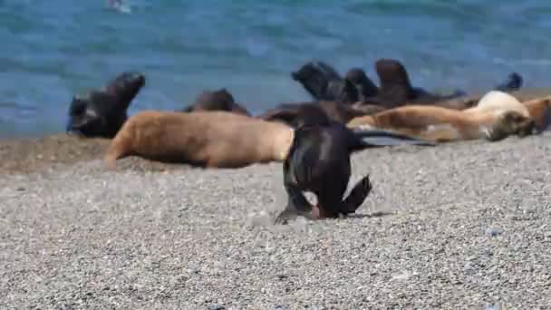 Lachtan těsnění v Patagonii beach — Stock video