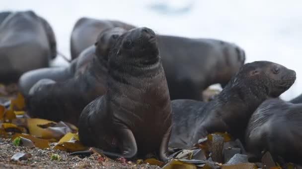 Selo de leão marinho na praia da Patagônia — Vídeo de Stock