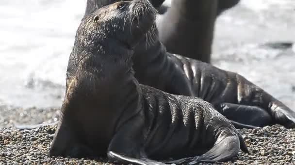 Zeeleeuw zegel in Patagonia beach — Stockvideo