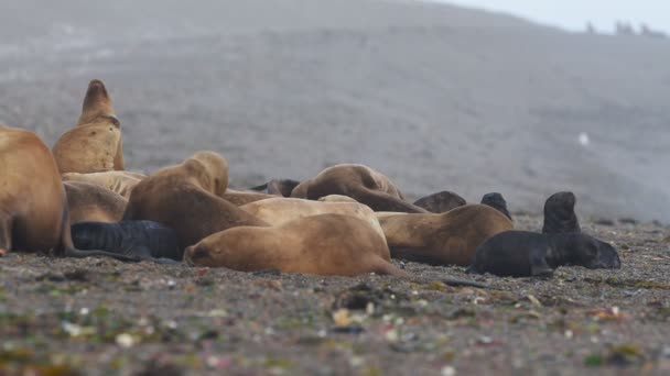 Selo de leão marinho na praia da Patagônia — Vídeo de Stock