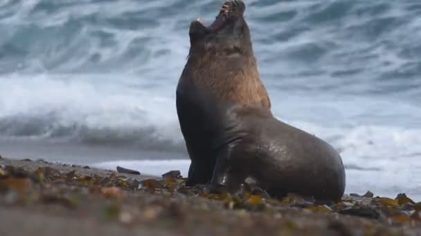 Phoque otarie sur la plage de Patagonie — Video