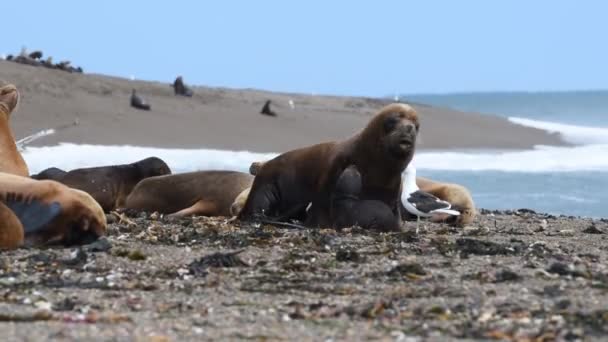 海狮海豹在巴塔哥尼亚海滩 — 图库视频影像