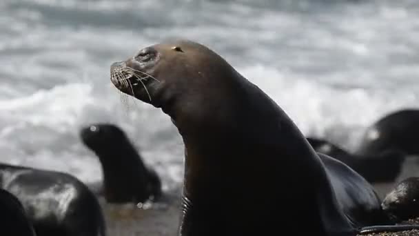 Zeeleeuw zegel in Patagonia beach — Stockvideo
