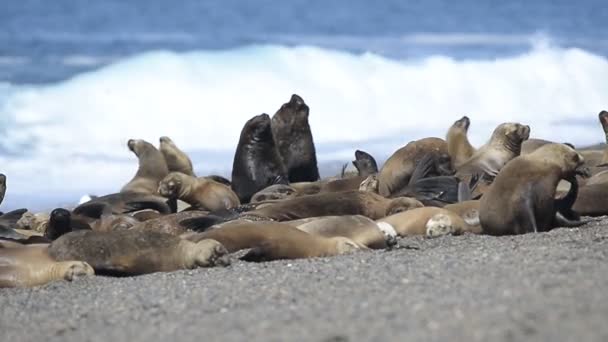 Foca león marino en la playa Patagonia — Vídeo de stock