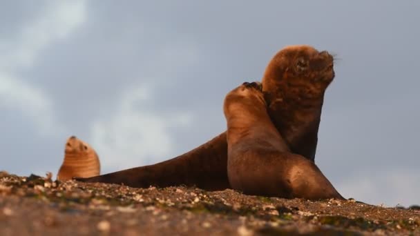 Sea lion seal in Patagonia beach — Stock Video