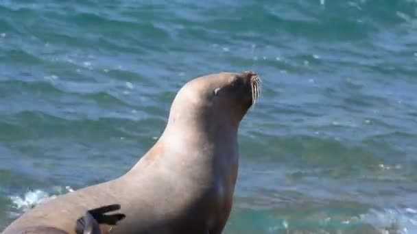 Foca león marino en la playa Patagonia — Vídeo de stock