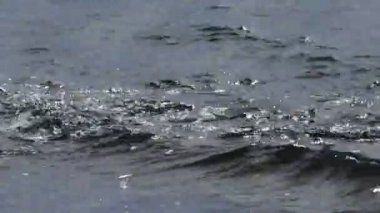 Patagonya deniz aslanı