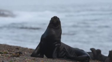 Patagonya deniz aslanı