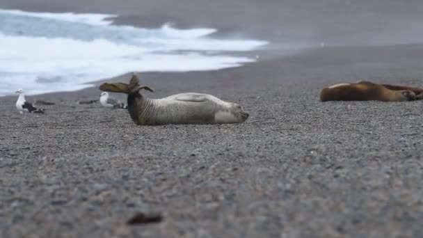 Elefante joven en la playa de patagonia — Vídeos de Stock