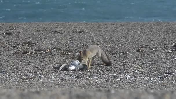 Γκρίζα αλεπού τρώει το θαλάσσιο πτηνό του Βορρά — Αρχείο Βίντεο
