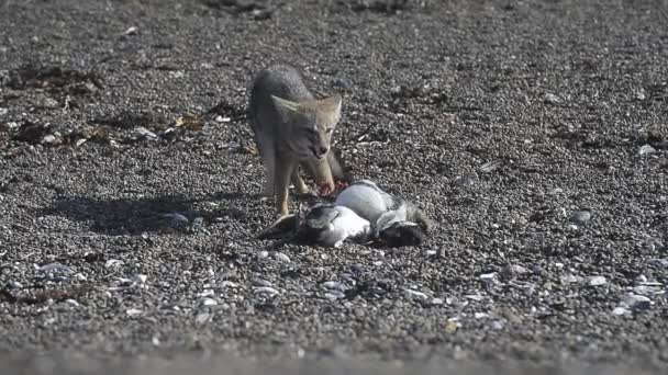 Grijze vos eten een pinguïn — Stockvideo