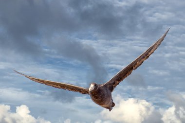 Patagonya kuşu kuş uçan süre