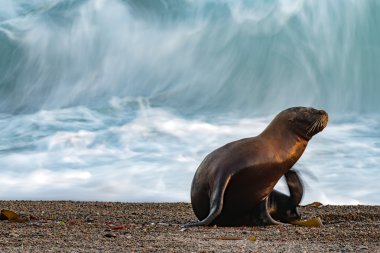 Sahildeki deniz aslanı.