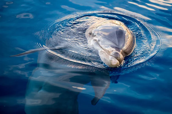 Uśmiechający się oko dolphing z bliska portret — Zdjęcie stockowe