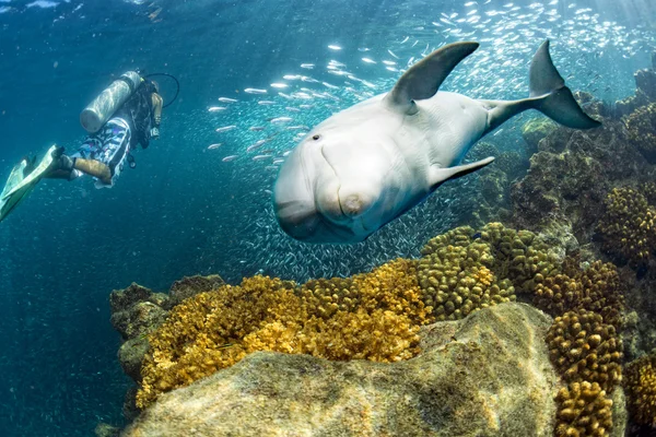 水下海豚在蓝色的海洋背景 — 图库照片