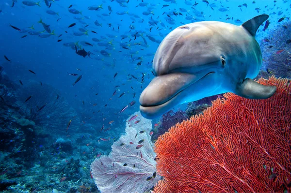 Дельфин под водой на голубом фоне океана — стоковое фото