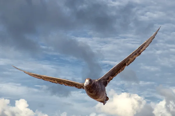 Patagonia petrel bird while flying — Stock Photo, Image