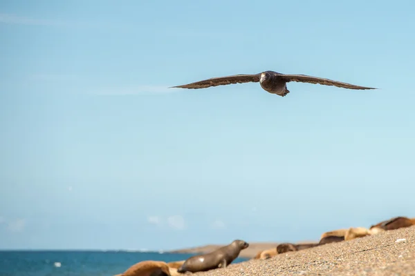 Patagonië stormvogel vogel tijdens het vliegen — Stockfoto