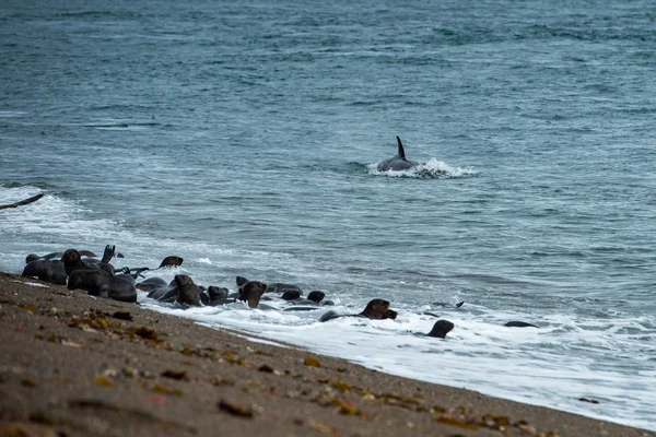 Orca attaque un phoque sur la plage — Photo