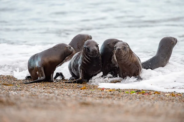 Neugeborenes Seelöwenbaby am Strand — Stockfoto