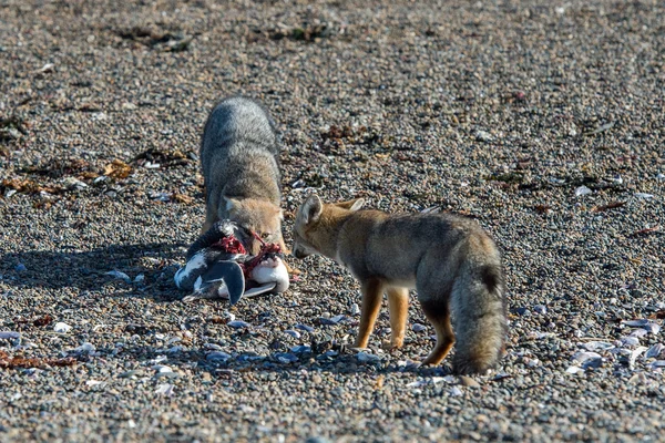 Grijze vos een pinguïn eten op het strand — Stockfoto
