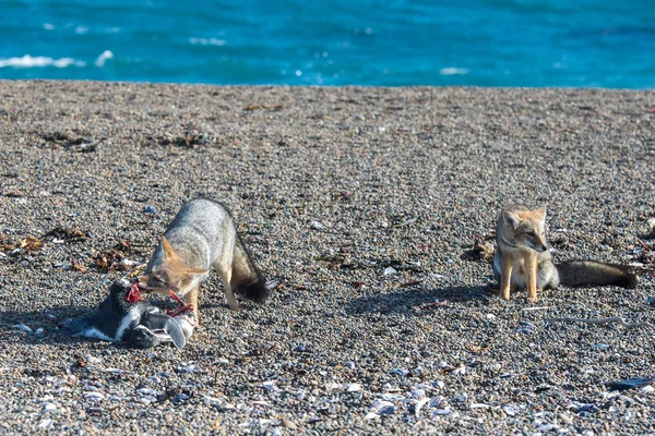 Grey fox eating a penguin on the beach — Stock Photo, Image