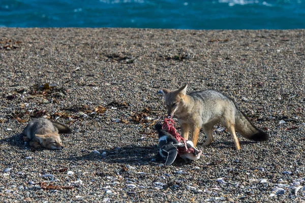 Grijze vos een pinguïn eten op het strand — Stockfoto