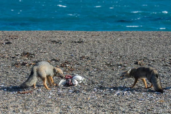 Šedá liška jíst tučňák na pláži — Stock fotografie