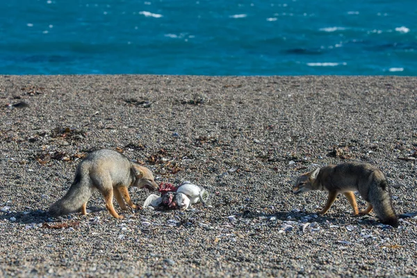 Grijze vos een pinguïn eten op het strand — Stockfoto