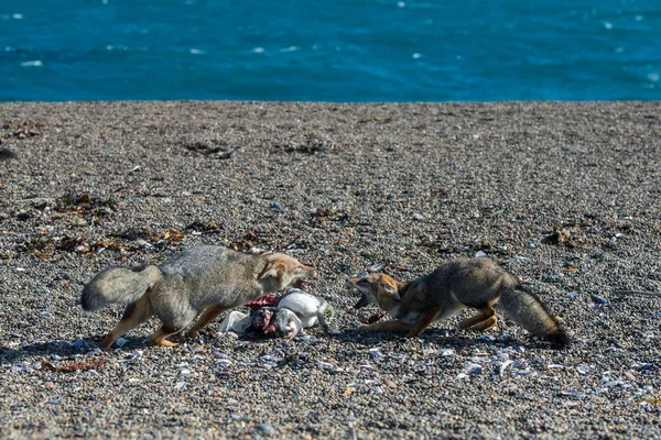 在海滩上吃企鹅的灰色狐狸 — 图库照片