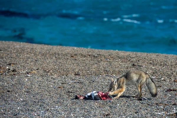 Серый лис, поедающий пингвина на пляже — стоковое фото