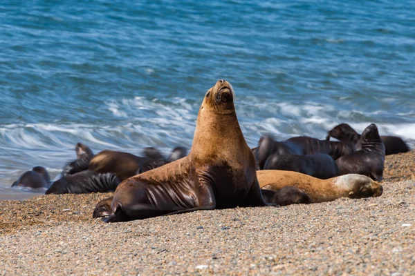 León marino en la playa —  Fotos de Stock