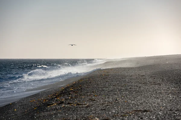 Winderige Patagonië strand met pinguïns — Stockfoto