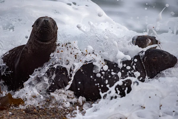 Neugeborenes Seelöwenbaby am Strand — Stockfoto