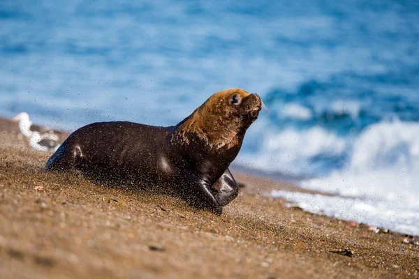 Lobo marino macho en la playa — Foto de Stock