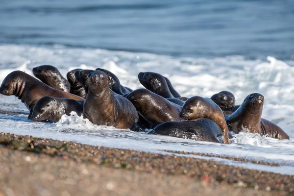 Baby nyfödda sjölejon på stranden — Stockfoto