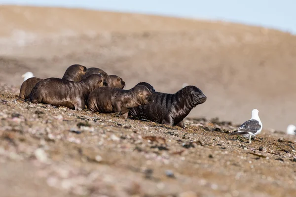 Bébé nouveau-né lion de mer sur la plage — Photo