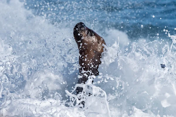 Чоловічий морський лев на пляжі — стокове фото