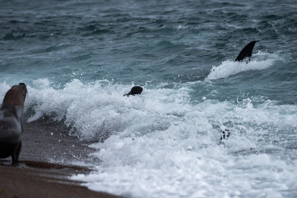 Orca ataca uma foca na praia — Fotografia de Stock