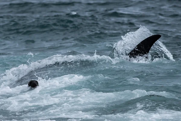 Orca ataca uma foca na praia — Fotografia de Stock