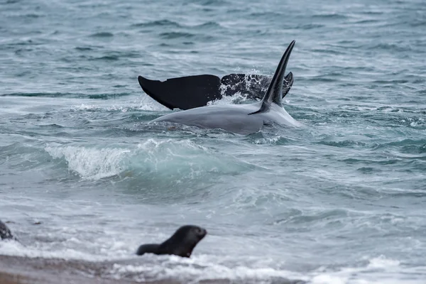 Orca атакувати печатки на пляжі — стокове фото