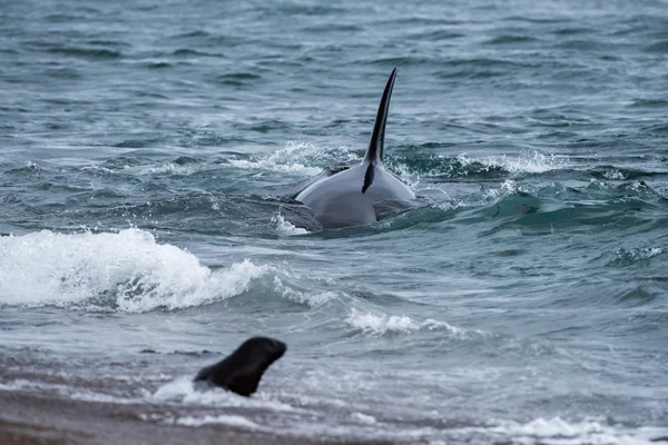 Orca attack en säl på stranden — Stockfoto