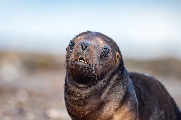 Baby újszülött oroszlánfóka a strandon — Stock Fotó